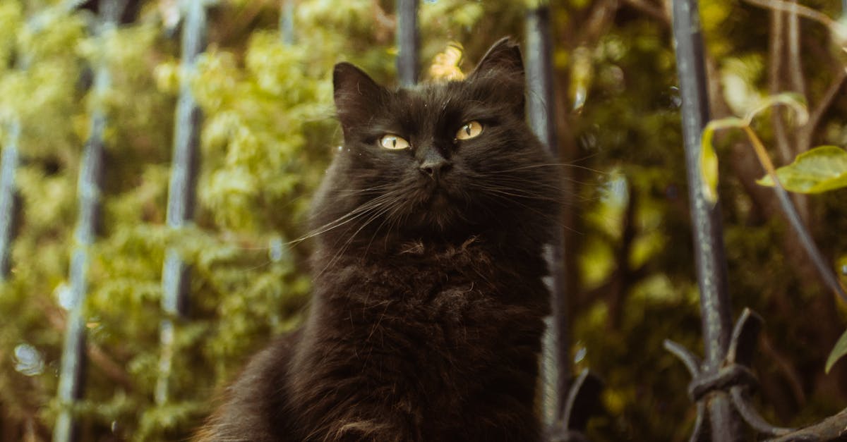 Fence panel cleaning