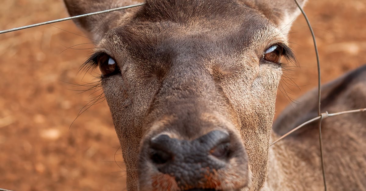 Fence panel maintenance